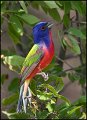 _1SB1472 painted bunting